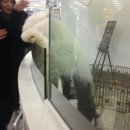 멍멍이샵 이미지