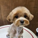 멜팅그루밍 이미지