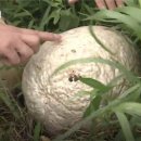 산내면 입석마을 이미지