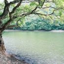 청송판타지 | 경북 청송 주산지 비 오는 날 여행기 | 사진보다 더 예쁜 풍경