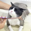 부산고양이미용&호텔 무냥무냥 대연점 이미지