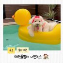 데일리펜션 | 태안 애견펜션 나인독스 후기 반려견과 즐기는 독채 풀빌라 여행