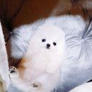 내영 이미지