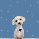 하얀이언니네 이미지