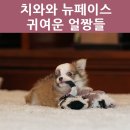 히든밸리켄넬 이미지