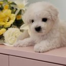 에스티 비숑프리제 이미지