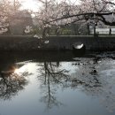 일본 규슈 벚꽃관광(2박3일) 모객 중 이미지