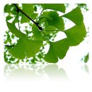 은행나무한의원 이미지