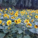 굿모닝행정사사무소 이미지