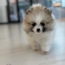 도그송 강아지분양 인천 송도점 이미지