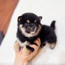 쭈니동물병원 | 시바견 가정분양 안전한 입양 방법 및 주의사항