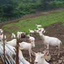 산양축산 이미지