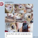 동물병원왓슨