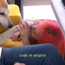 강아지 꼬순내 이미지