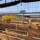 한우축사 이미지