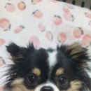 올리스 펫 호텔 이미지