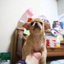 아가누리서 Daum카페
