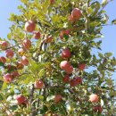 일월농장 이미지