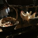 지열축산 | 양계전문가 - 양계장 단열, LED, 신재생 에너지 통한 생산성 향상 전략