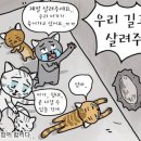 압구정 구현대 아파트 고양이 수십마리 생매장 사건 이미지