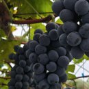 송산 농장 이미지