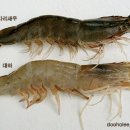 대하유통