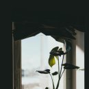 리림