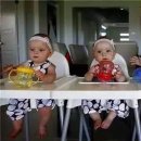 레몬트리 이미지