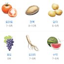 삼촌네야채청과 이미지