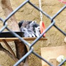 대구애견파크농장 | 대구 네이처파크 바람의언덕 위치, 먹거리, 애견동반 총정리