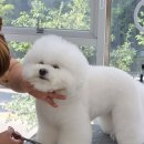 그루밍 까꿍 이미지