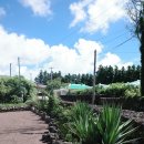 송이마당1198 이미지