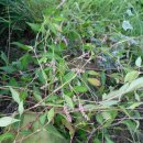 쪽 (식물) [Polygonum tinctorium](청대,대청)의 효능 이미지