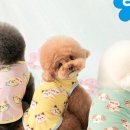 쿨링랩