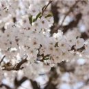뉴스flower 이미지