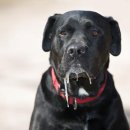 라온동물병원 이미지