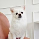 몽실하개 이미지