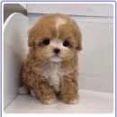 고려애견샵 | 보령강아지무료분양 직접 확인하고 선택한 애견샵 후기