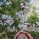 리베라 | 화성 동탄 벚꽃 드라이브 명소 아이랑 리베라cc 나들이 후기 (+ 야경, 주차)