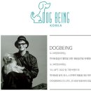 도그비잉코리아