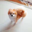 바비펫샵 이미지