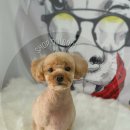 샵돌봄 네이버블로그