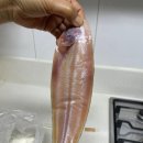 군산 참박대 수산 이미지