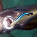 (부산스킨스쿠버, 스쿠바, 잠수, NAUI) 임주백 박사의 물고기 이야기: 청줄청소놀래기의 사랑 이미지