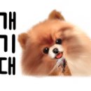 멍멍푸드 이미지