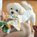 카카오 버디버디 | 날려먹고 다시 쓰는 지난 날의 스쿠버다이빙 체험후기