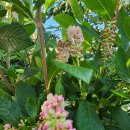 오리나무 이미지