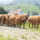 초지한우 이미지