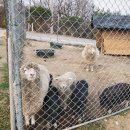 돼지네 울타리 이미지