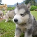 행복한강아지 이미지